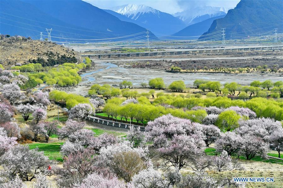 Peach blossoms in Baiyi District of Nyingchi, Tibet(1/8)